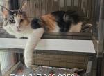 Ummi - Maine Coon Cat For Sale/Retired Breeding - Cayuga&comma; IN&comma; US