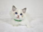 Fern - Ragdoll Kitten For Sale - 