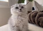 Bodhi - Scottish Fold Kitten For Adoption - Costa Mesa&comma; CA&comma; US