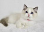 Strawberry - Ragdoll Kitten For Sale - Queen Creek&comma; AZ&comma; US