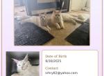 Galadriel - Maine Coon Kitten For Sale - Cayuga&comma; IN&comma; US