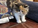 Tiffa - Persian Kitten For Sale - Poplarville&comma; MS&comma; US