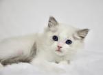 Pothos - Ragdoll Kitten For Sale - 