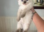 Stephanie - Ragdoll Kitten For Sale - San Diego&comma; CA&comma; US