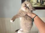 Sammie - Ragdoll Cat For Sale - San Diego&comma; CA&comma; US
