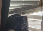 Mittens - American Shorthair Cat For Sale - Eliz City&comma; NC&comma; US