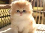 Playful Munchkin Kittens - Munchkin Kitten For Sale - 