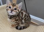 Playful Bengal Kittens Ready Now - Bengal Kitten For Sale - 