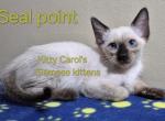 CFA registered Siamese - Siamese Kitten For Sale - Wilmington&comma; DE&comma; US