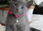 Playful Russian Blue Kittens Ready Now - Russian Blue Kitten For Sale - New York&comma; NY&comma; US
