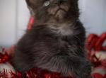 Playful Maine Coon Kittens Ready Now - Maine Coon Kitten For Sale - New York&comma; NY&comma; US