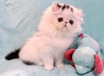 Spot - Persian Kitten For Sale - 