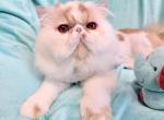 Red and white male - Persian Cat For Sale - 