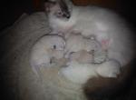 Aryia's Ragdoll Kittens - Ragdoll Kitten For Sale - Bigmount&comma; PA&comma; US