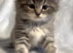 Gray - Domestic Kitten For Sale - 