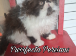 Chocolate bicolor male persian kitten - Persian Kitten For Sale - Woodburn&comma; IN&comma; US