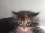 Cali - Domestic Kitten For Sale - 