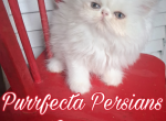 White female persian kitten - Persian Kitten For Sale - Woodburn&comma; IN&comma; US