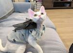 Puff - Devon Rex Kitten For Sale - 