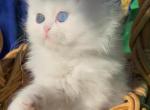 Persian dollface white male with odd eyes - Persian Kitten For Sale - CA&comma; US