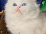 Persian dollface white male with odd eyes - Persian Kitten For Sale - CA&comma; US