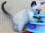 Maui - Siamese Kitten For Sale - Lenoir&comma; NC&comma; US