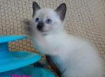 Shrimp - Siamese Kitten For Sale - Lenoir&comma; NC&comma; US