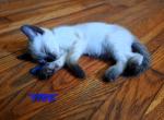 Finn - Siamese Kitten For Sale - 