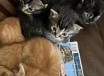 Kitty - Domestic Kitten For Adoption - Saint Paul&comma; MN&comma; US