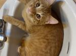 Ozzy Pawsbourne - Domestic Kitten For Adoption - AL&comma; US