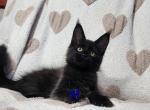MayLitter - Maine Coon Kitten For Sale - Dayton&comma; OH&comma; US
