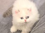 Lilac Bicolor Male CFA Registered - Himalayan Kitten For Sale - Palm Coast&comma; FL&comma; US