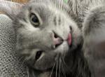 Alfie - Domestic Cat For Adoption - 
