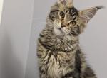 Girl - Maine Coon Kitten For Sale - Lisle&comma; IL&comma; US