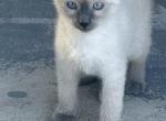 Zz - Siamese Kitten For Sale - Catasauqua&comma; PA&comma; US