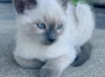 Zz - Siamese Kitten For Sale - 
