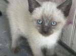 Nike - Siamese Kitten For Sale - 