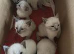 Boys 1 - Siamese Kitten For Sale - Catasauqua&comma; PA&comma; US