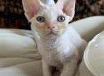 May Litter - Devon Rex Kitten For Sale - Oak Hills&comma; CA&comma; US