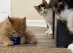 Rainbow - Maine Coon Kitten For Sale - Vernon&comma; NJ&comma; US