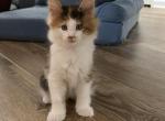 Rainbow - Maine Coon Kitten For Sale - 