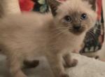 Blue and seal  siamese kittens - Siamese Kitten For Sale - Deer Park&comma; IL&comma; US