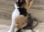 Cleo - Maine Coon Kitten For Sale - Vernon&comma; NJ&comma; US