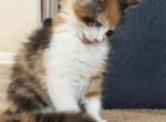 Cleo - Maine Coon Kitten For Sale - 