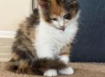 Cleo - Maine Coon Kitten For Sale - Vernon&comma; NJ&comma; US