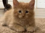 Ginger - Maine Coon Kitten For Sale - 