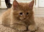 Ginger - Maine Coon Kitten For Sale - Vernon&comma; NJ&comma; US