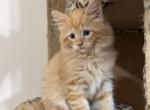 Pumpkin - Maine Coon Kitten For Sale - 