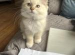 Sumer - Ragdoll Kitten For Sale - PA&comma; US