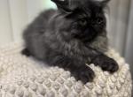 Punch - Persian Kitten For Adoption - 